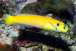 Hoplolatilus luteus
