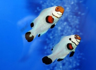 Amphiprion ocellaris M Wyoming white pár