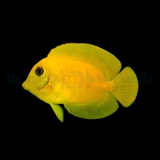 Acanthurus pyroferus S (minic Heraldi )