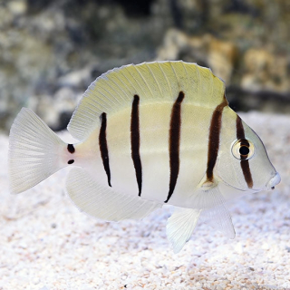 Acanthurus triostegus S 