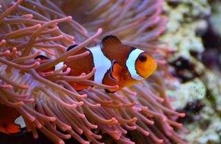Amphiprion ocellaris 