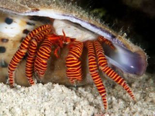 Trizopagurus strigatus