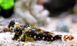 Synchiropus ocellatus
