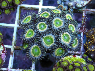 Zoanthus Tinkerbell 5p.