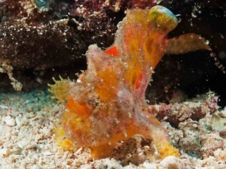 Antennarius nummifer