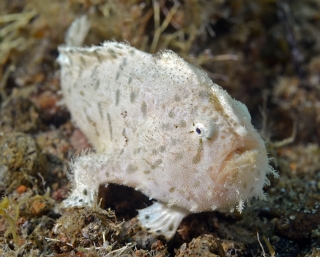Antennarius hispidus White
