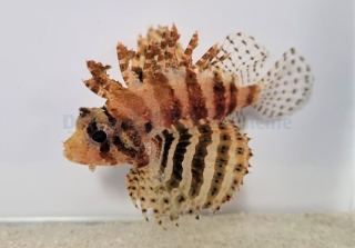 Dendrochirus brachypterus
