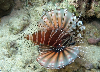 Dendrochirus zebra