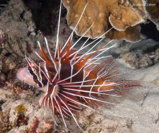Pterois radiata