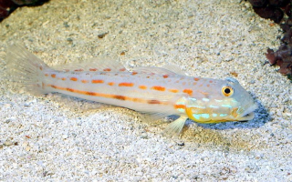 Valenciennea puellaris