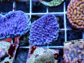 Montipora Encrusting-Blue