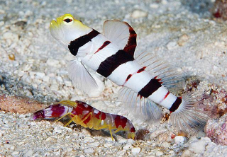 Stonogobiops dracula+Alpheus randalli 