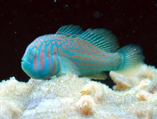 Gobiodon histrio