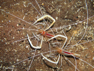 Stenopus pyrsonotus (pár)
