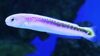 Hoplolatilus oreni XL