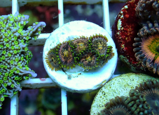 Zoanthus Nirvana