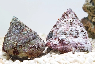 Tectus virgatus (4cm)