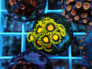 Zoa Lemon n' Lime