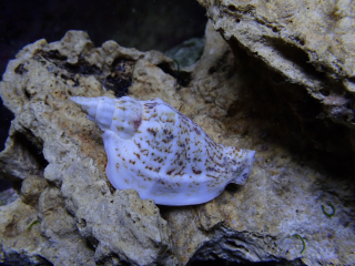 Strombus sp.
