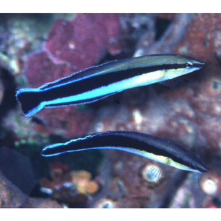 Labroides dimidiatus (pár)
