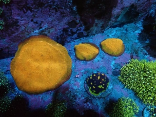Echinophyllia (6cm)
