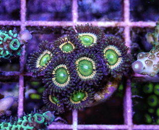 Zoanthus Citrus coller (5p.)