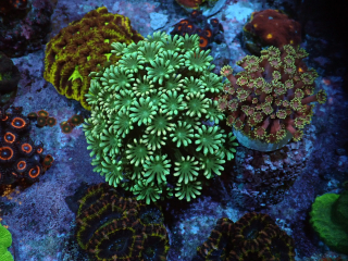 Alveopora
