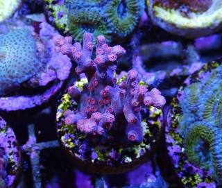 Cyphastrea decadia
