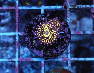 Zoanthus Stratosphere 1p.