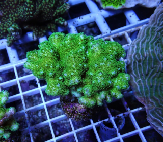 Pocillopora verucosa