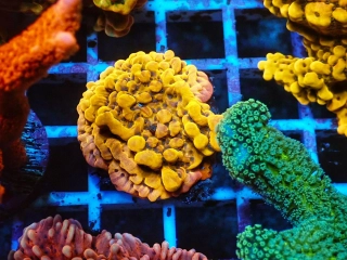 Montipora palawanensis (Crazy-T)