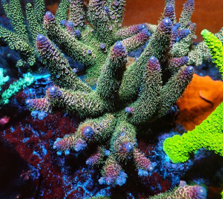 Acropora Spathulata Rainbow (frag 4cm)