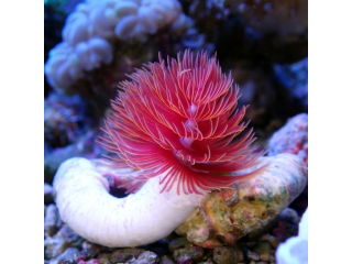 Protula bispiralis