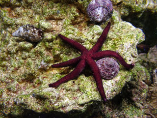 Echinaster luzonicus purple