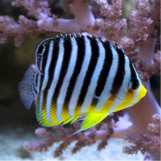 Paracentropyge multifasciata
