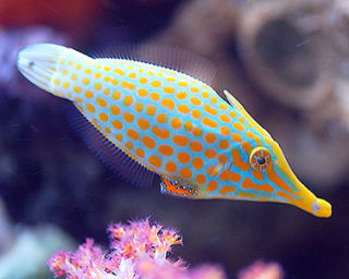 Oxymonacanthus longirostris
