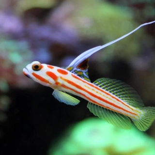 Stonogobiops yasha