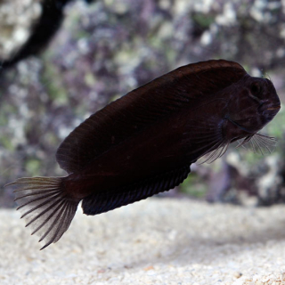 Atrosalarias holomelas