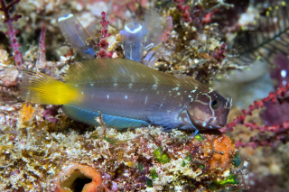 Ecsenius namiyei