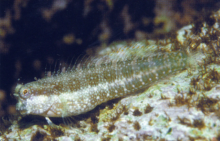 Salarias patzneri