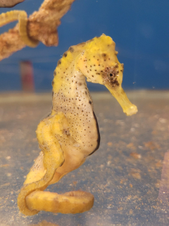 Hippocampus reidi Yellow pár