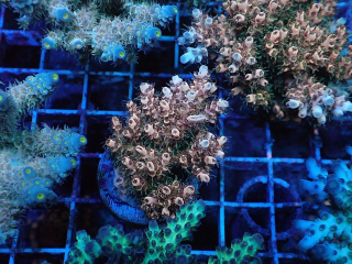 Acropora sp.