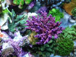 Acropora sp.(Frag 4cm).