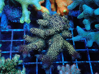 Acropora Spathulata