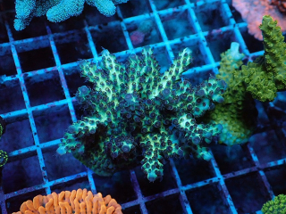 Acropora sp.