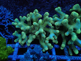 Stylophora pistillata XL (Ultra Green)