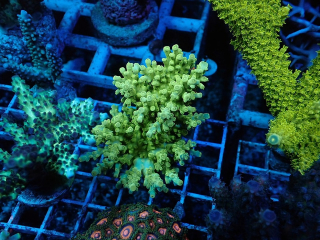 Acropora sp. XL