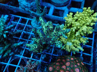Acropora sp.