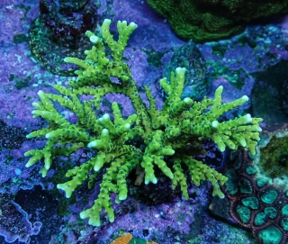 Anacropora (Green Goblin) frag 5cm 