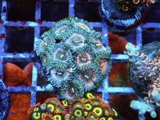 Zoanthus (Hawaiian people eater)